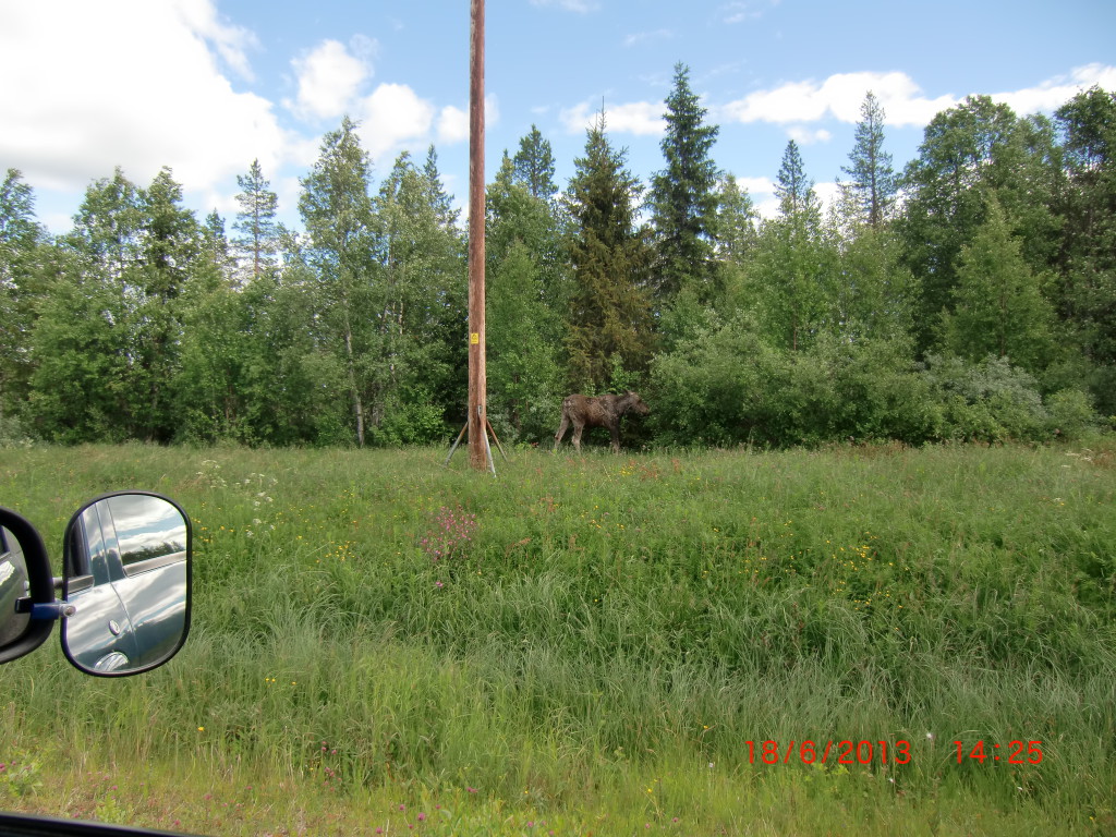 Elche gibt es in Schweden wirklich in rauen Mengen. Aber obwohl diese Tiere ja  wirklich etwas größer sind, bekommt man sie nur sehr selten zu Gesicht.